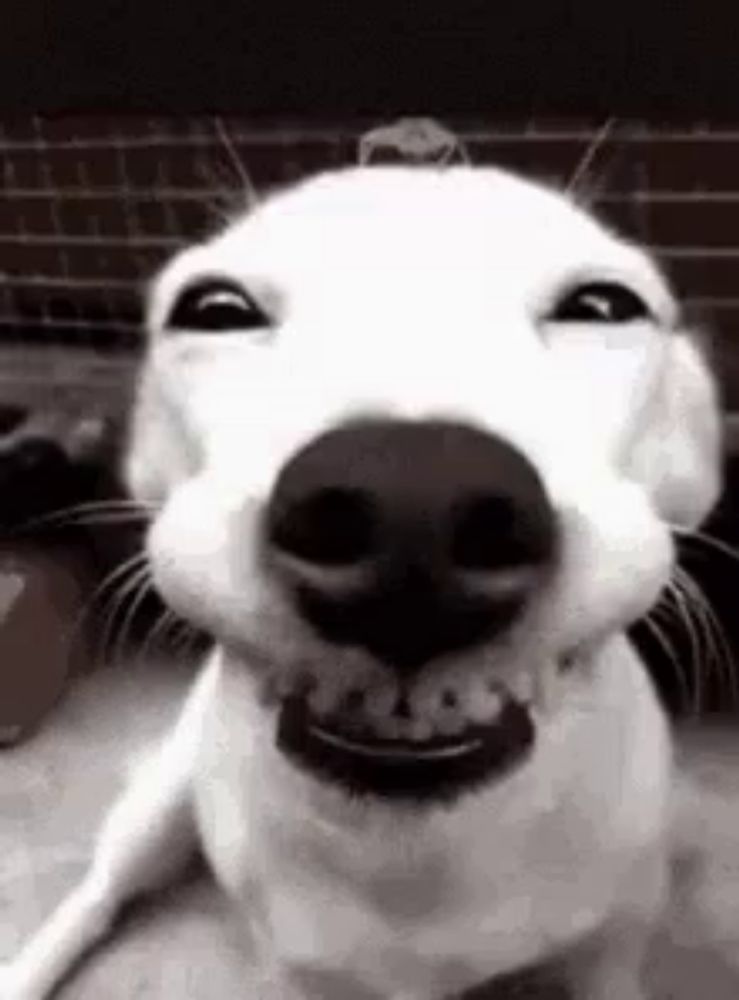 a close up of a dog 's face with a smile on it .