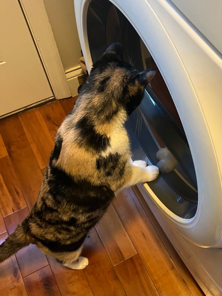 Calico cat peeking through a dryer door