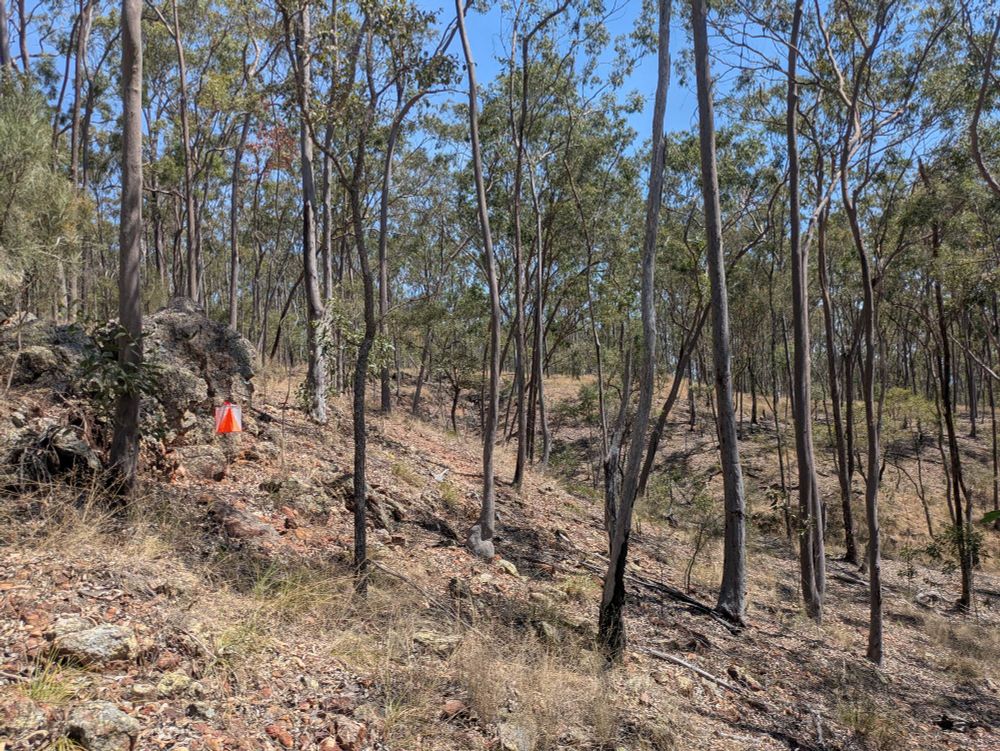 Orienteering control on a small cliff in open runnable forest 
