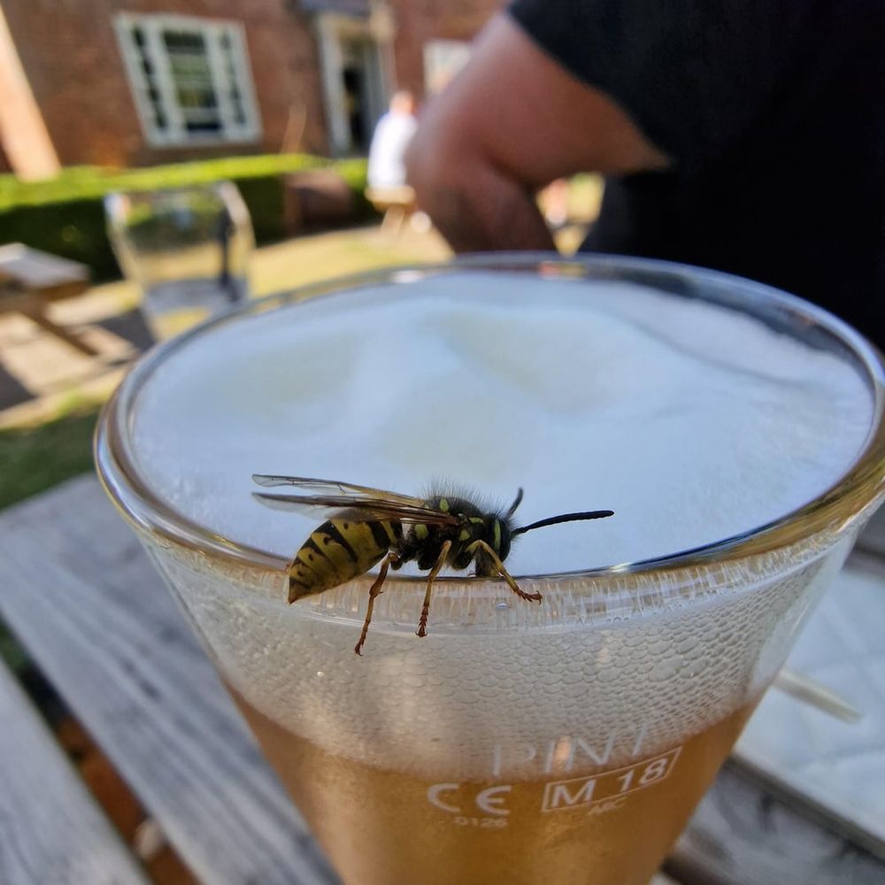 A wasp drinking a beer