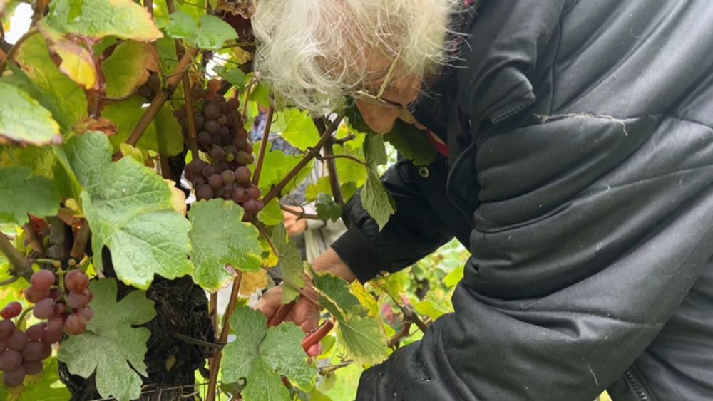 "Ça me plait": à 102 ans, Jeanne continue de faire les vendanges à Vœgtlinshoffen