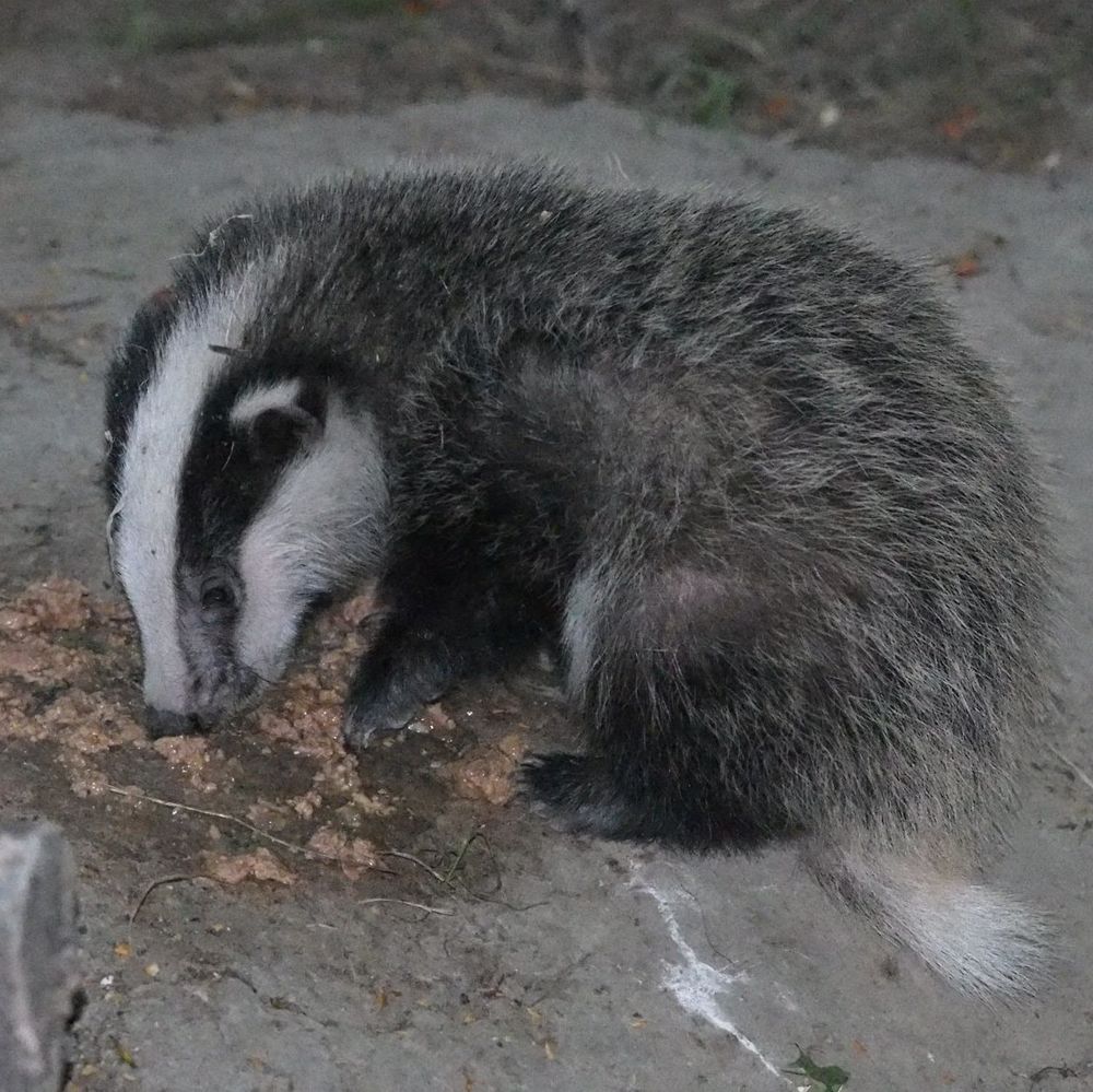 Fluffy young badger cub sitting on the flat clay surface of the badger sett finishing off a pile of puppy food, nose down ready to take the next small bite.