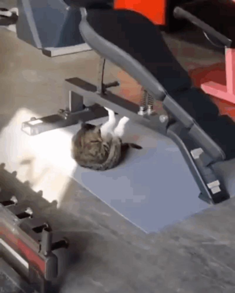 a cat is laying on its back on a bench in a gym .