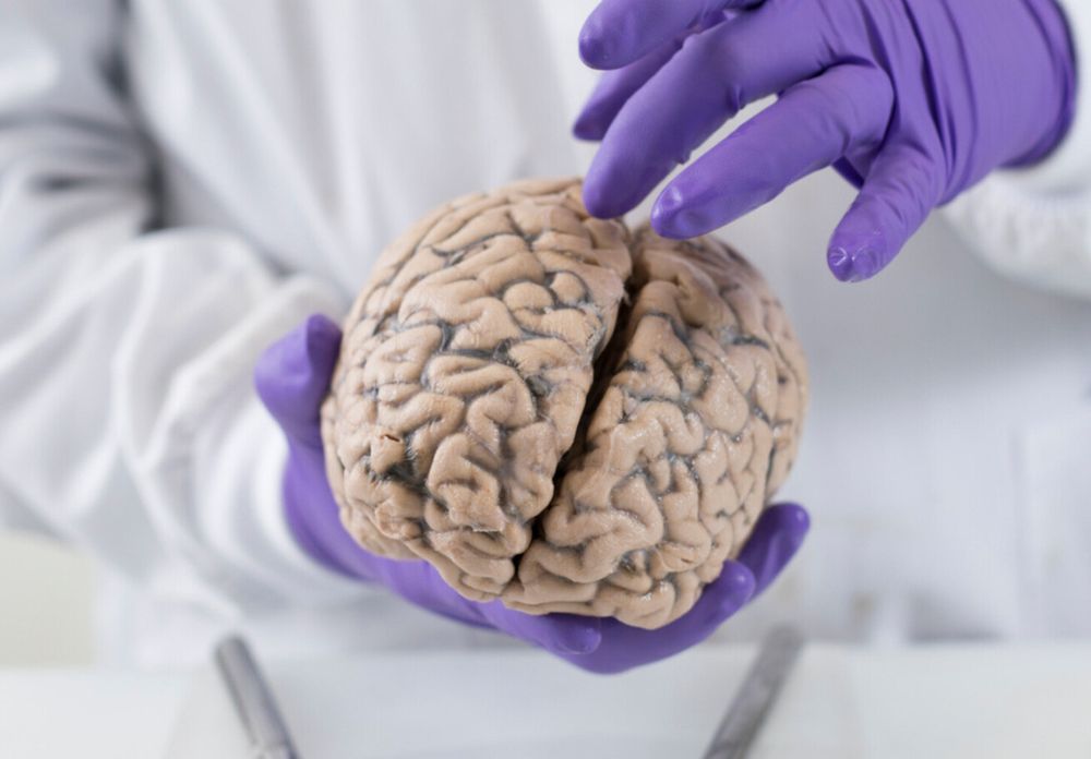 A person in purple gloves holding a human brain.