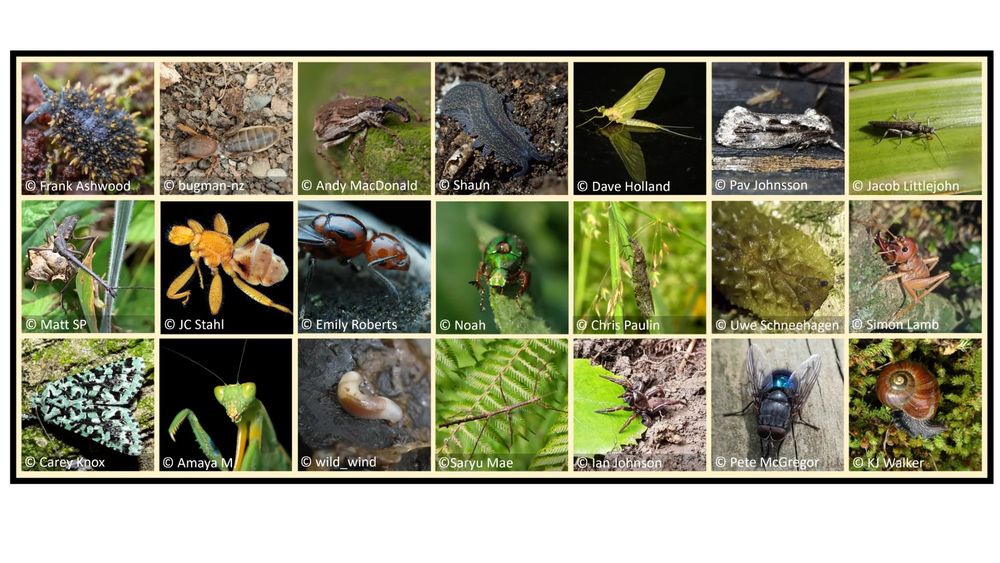 Thumbnail images of the 21 nominations for NZ Bug of the Year 2025