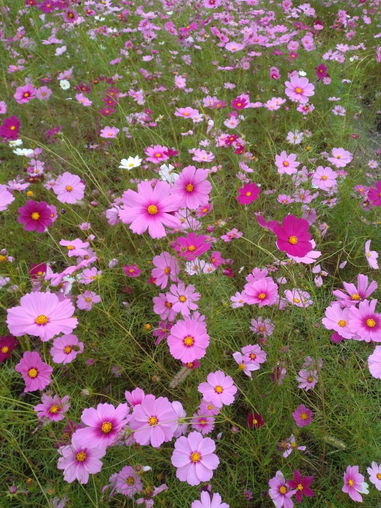岡部町殿　コスモス畑