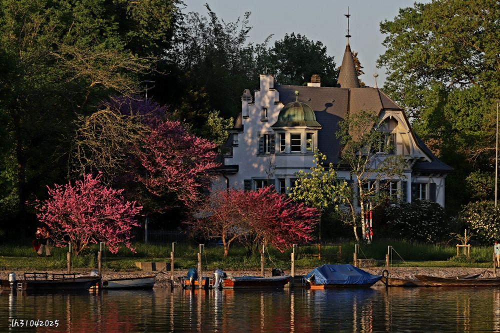 Villa in Schaffhausen am Rheinufer. Mit Spitztürmchen, Erker, Stufengiebel, Wintergarten, Dachbalkon. Im Schatten von riesigen Bäumen, Ziergehölze, die in der Abenbsonne strahlen.. Am Ufer Stege mit Motorboten und Ruderboten, die sich im Wasser spiegeln. 