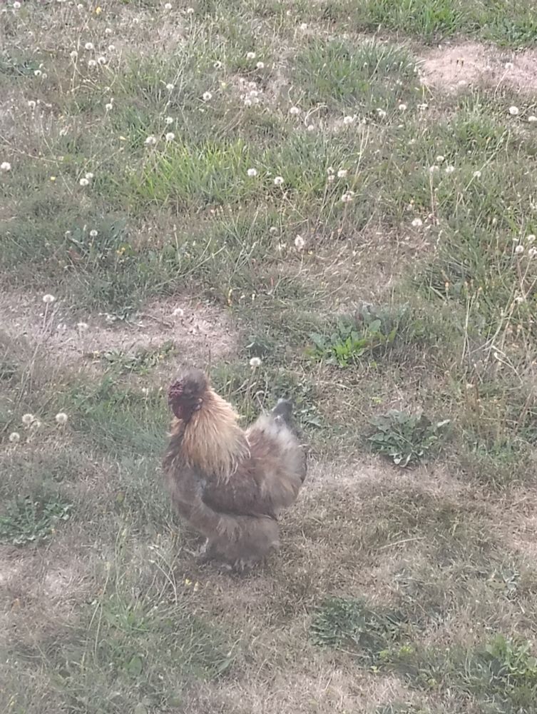 A long haired hippy rooster