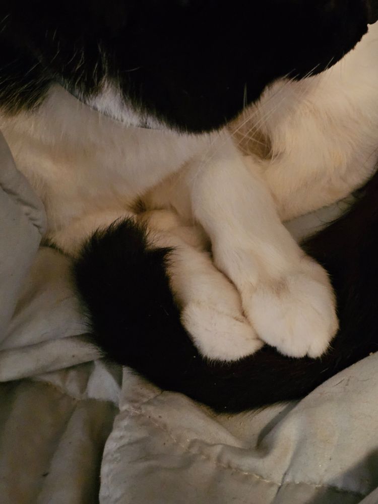 his lil paws LOOK AT THEMMM.
