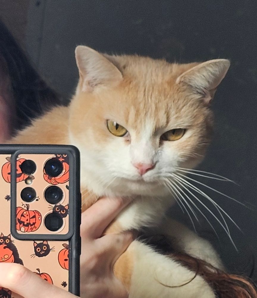 close zoomed in of current Pip with his ears not sticking straight up and slanted angry eyes and mouth and long ass whiskers (he isn't angry he was purring but he looks it for sure)