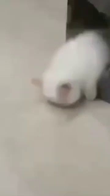 a white cat is laying on the floor and looking at something .