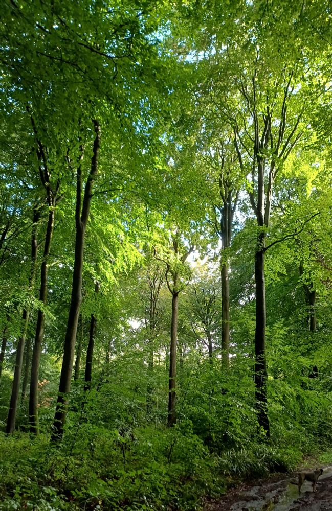Light through the trees after the rain