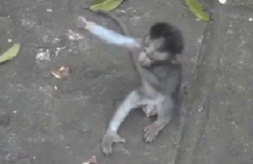 a monkey is hugging another monkey in a muddy area .