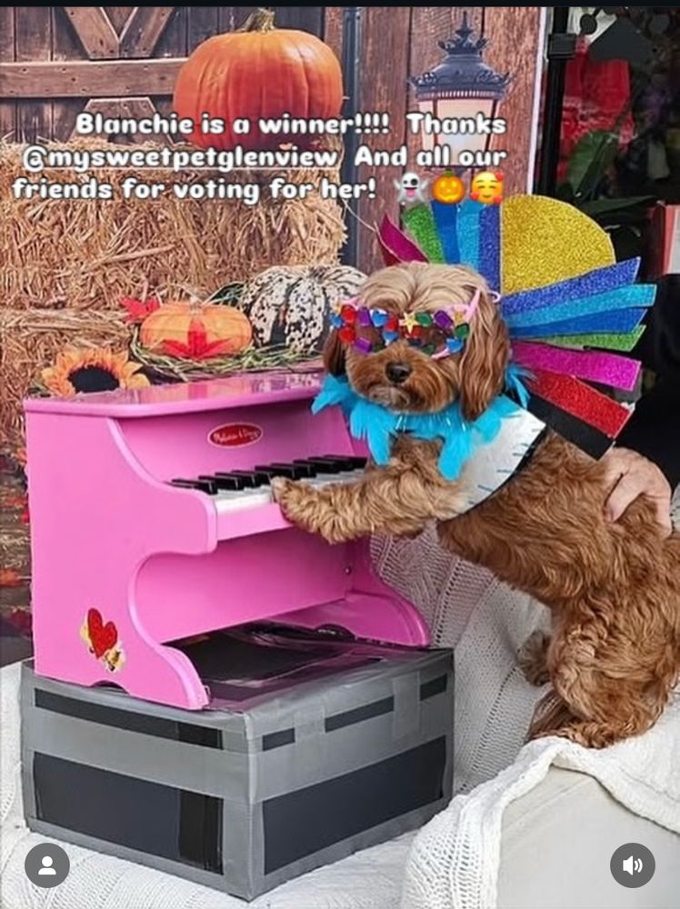 A tiny dog dressed as Elton John posed on a toy piano
