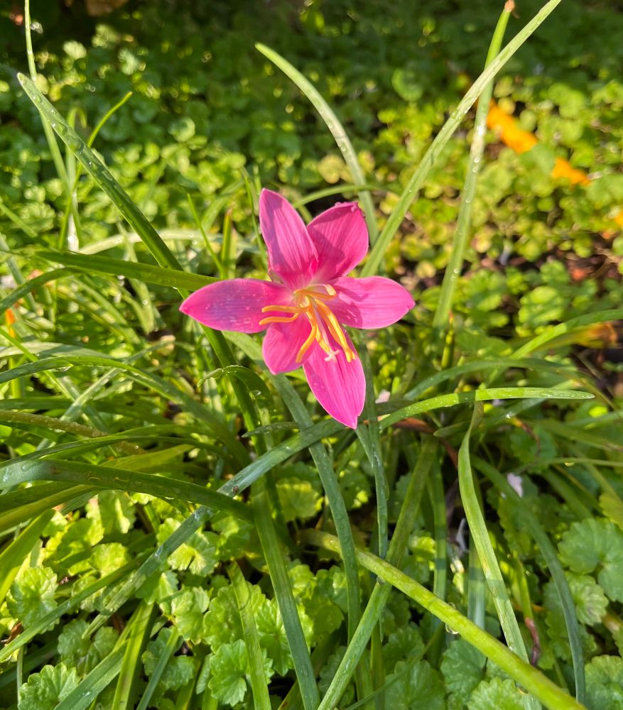 Bright pink funnel-shaped flower with yellow stamens and light green grass-like blades of leaves. The very center of the flower is pale green shading to white. The pistil is white.