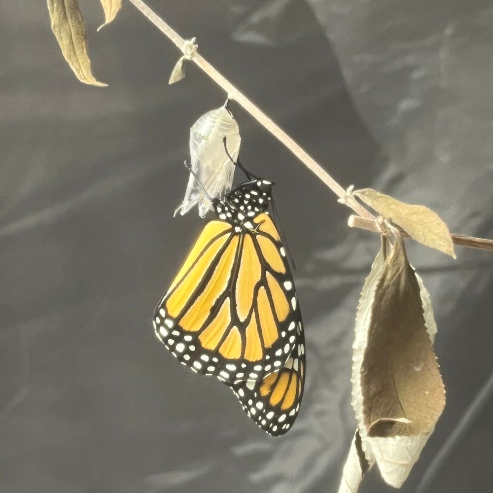 Monarch butterfly with unfolded wings, hanging from its chrysalis.