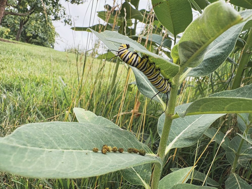 A caterpillar on a milkweed plant