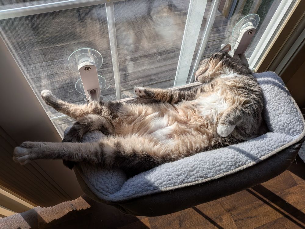 my cat lying in his window bed belly up