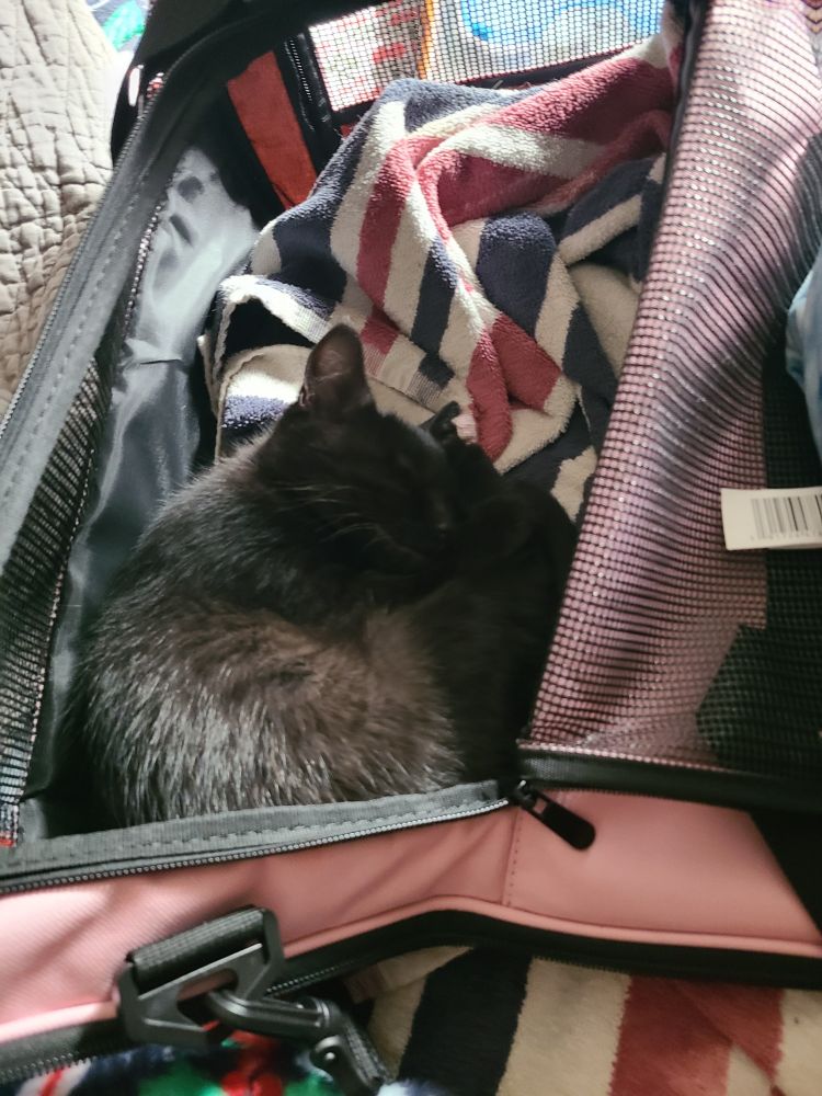 Little black kitten curled up in a soft kennel with a striped towel