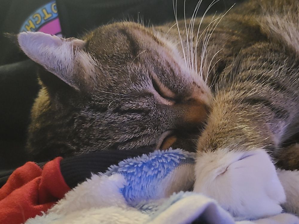 Toffee the brown tabby sleeping contently on her blue & white baby blanket