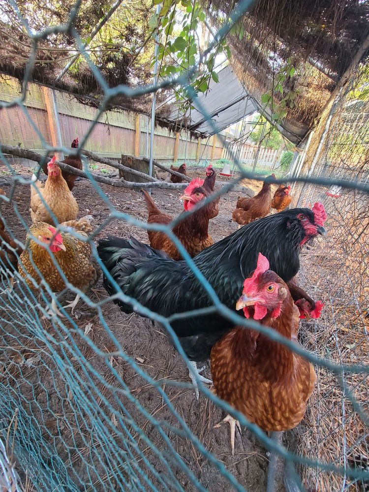 A mess of red hens & a black rooster all watching the camera 