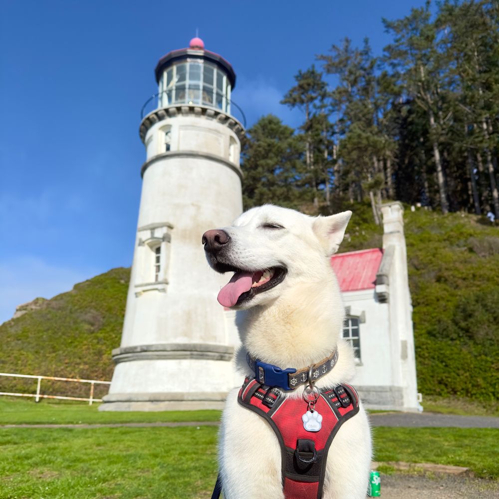 A white husky, “smiling” while posing in front of the Heceta Head lighthouse 