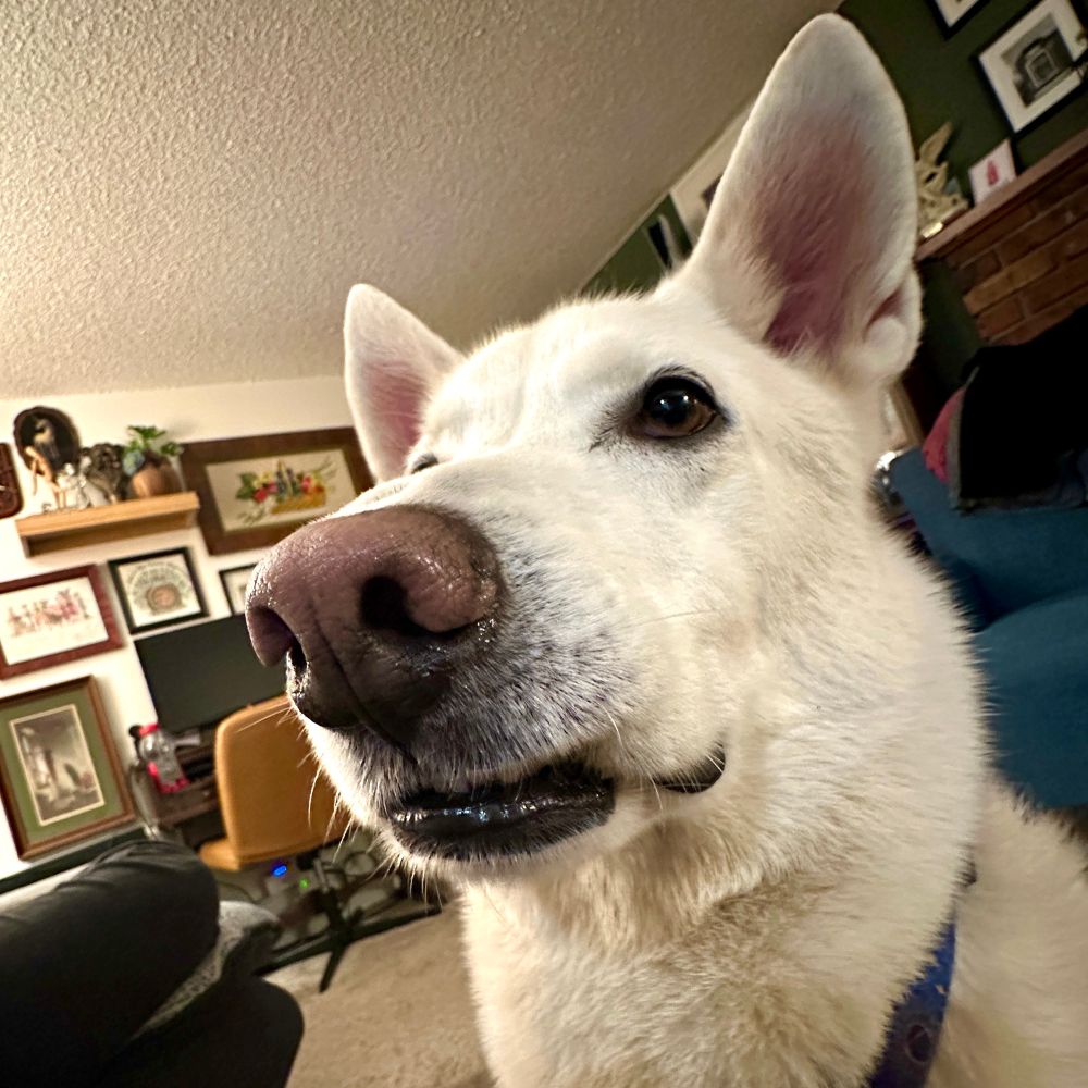 A Husky with a white coat, with his lips tucked up in a funny way