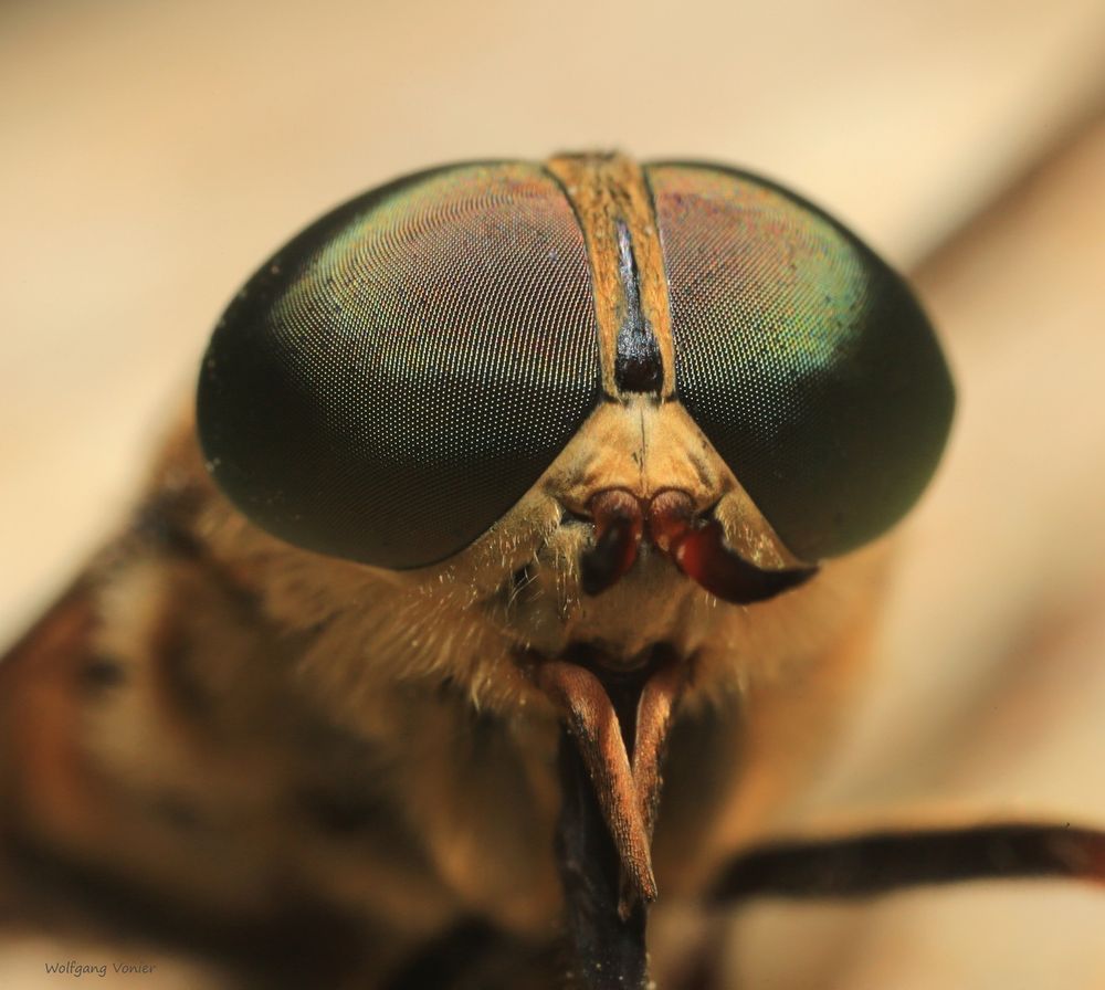 Pferdebremse - Tabanus autumnalis