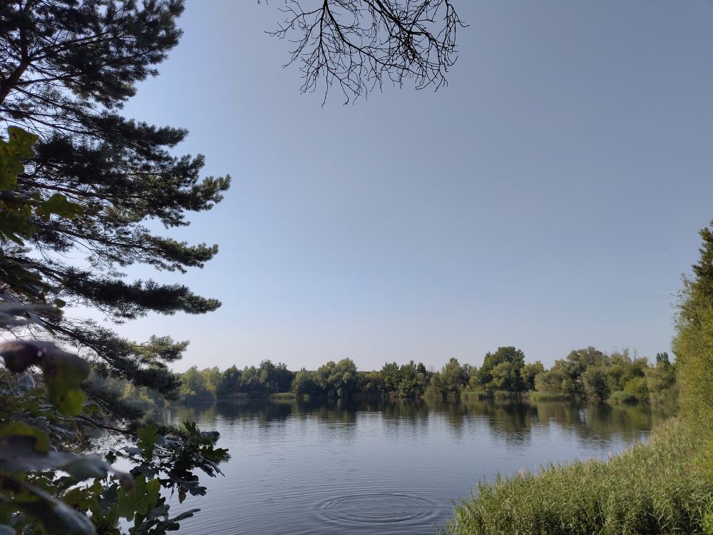 Ein See, umgeben von Bäumen 