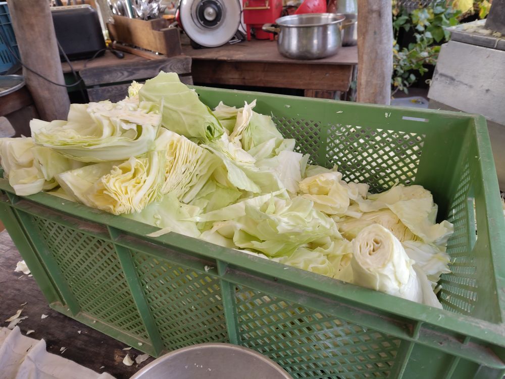 Eine grüne Plastikkiste, in der geputzter und in kleine Stücke geschnittener Spitzkohl liegt