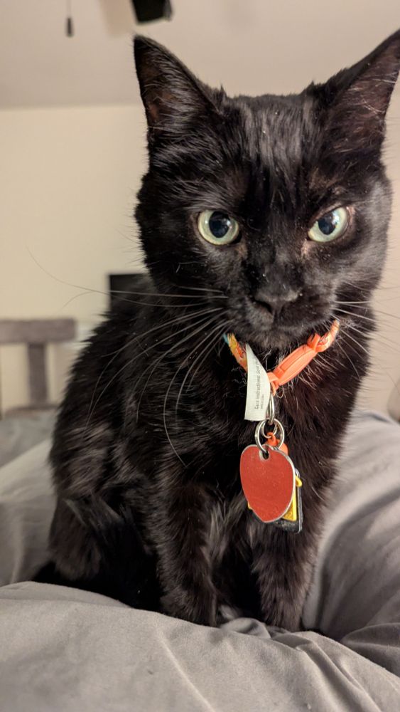 A black cat sitting on me 