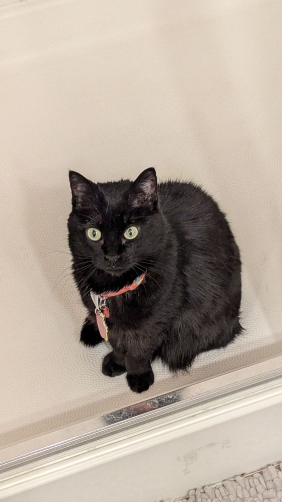 Black cat sitting in a shower 