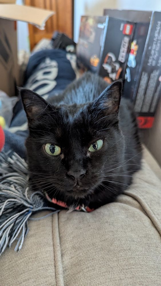 Loafing black cat 