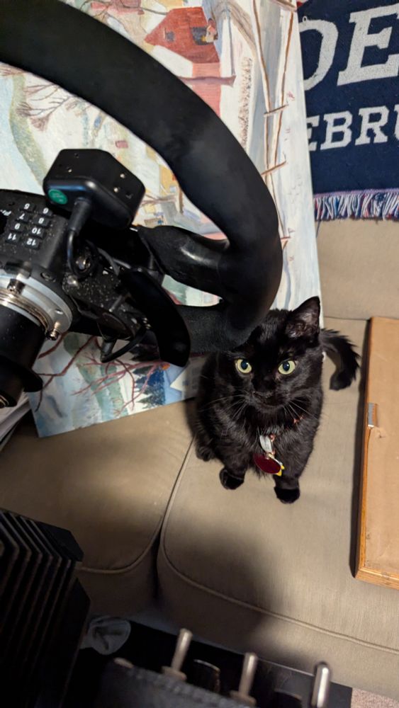 Black cat looking up at a steering wheel