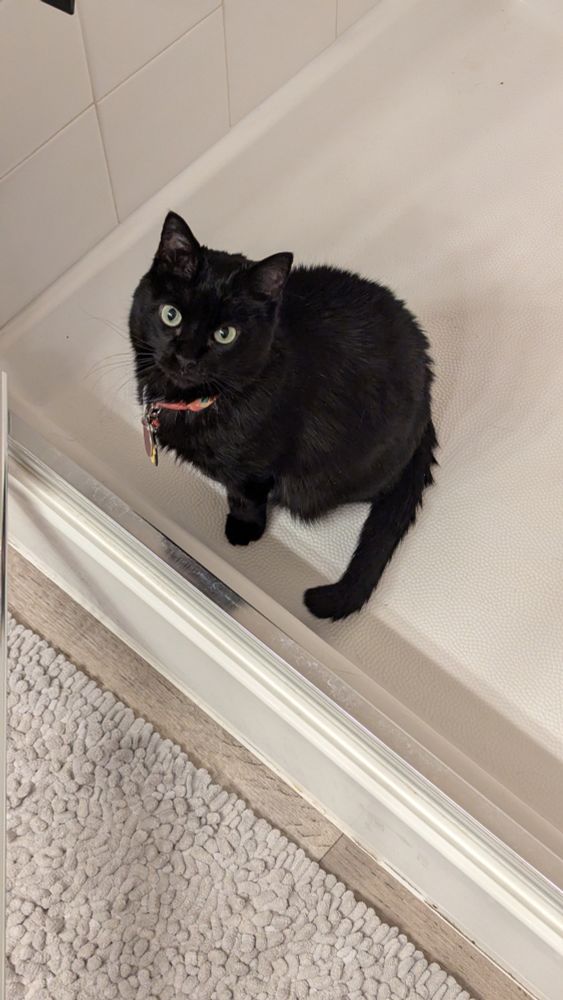 Black cat in a shower looking up at the photographer 