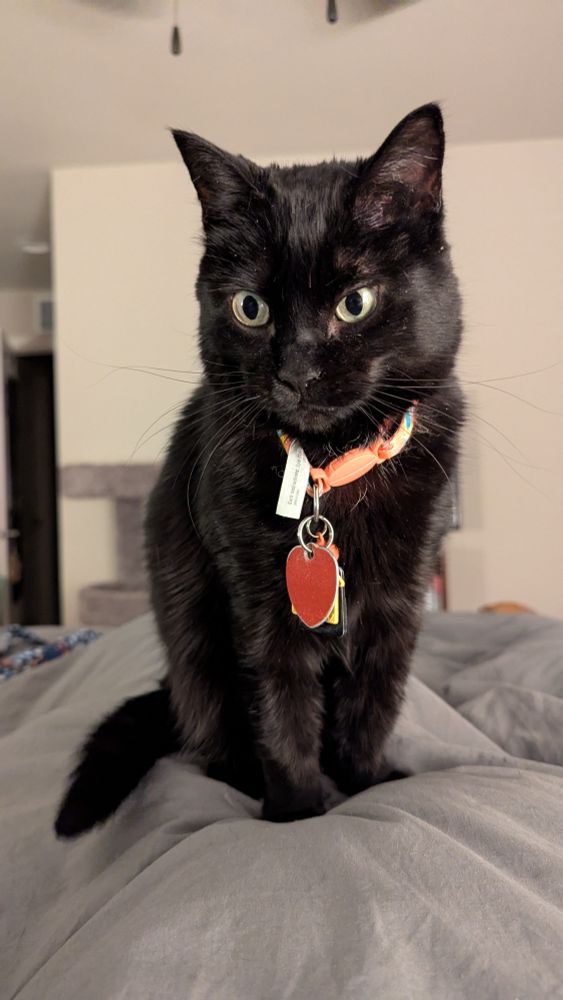 Black cat sitting on me 