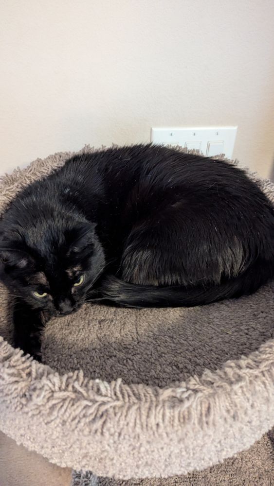 Resting black cat