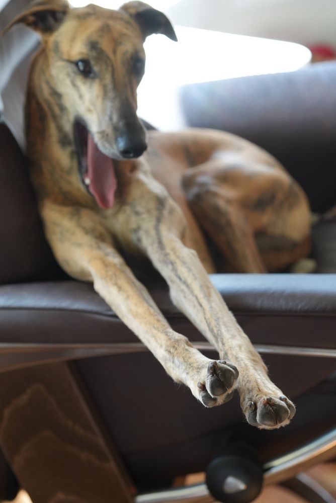 A yawning whippet with his legs stuck straight out as per usual 