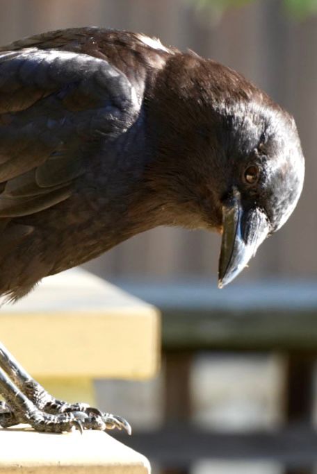 The Mafia, which is my collective name for the three crows who made friends with me and who monitor my every movement around here.