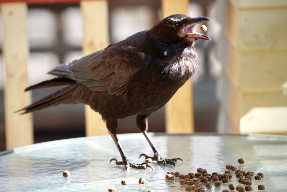 A baby crow in mid-gulp with a piece of dog food suspended inside his beak.