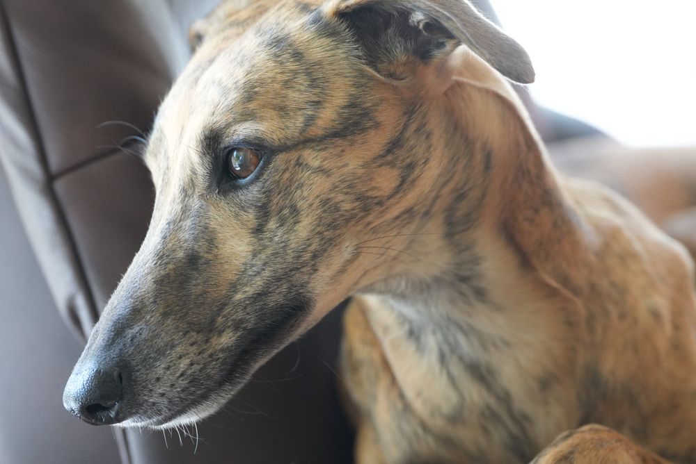 Brown Steel. A whippet, gazing pensively into the distance, looking like he’s capable of thought