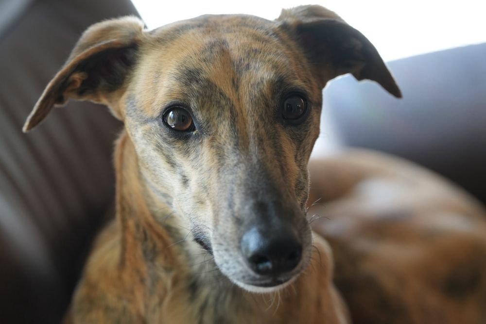 A whippet and/or Dobby the House Elf