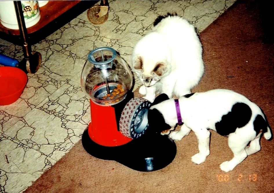 Missy the kitty teaching Molly the pup how to work the treat dispenser. 