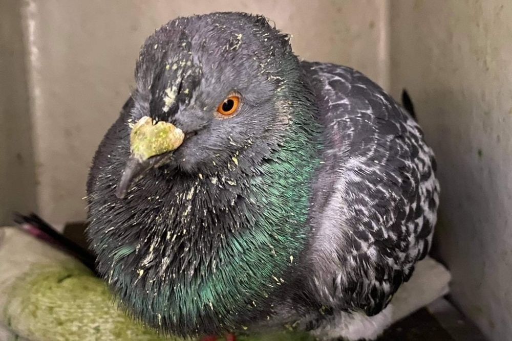 Pigeon racing to return to Guernsey