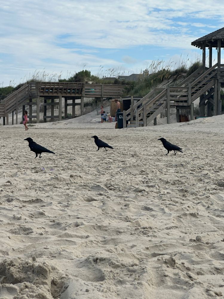 Three of the seven crows on the sand, with dunes and wooden gazebos behind them.