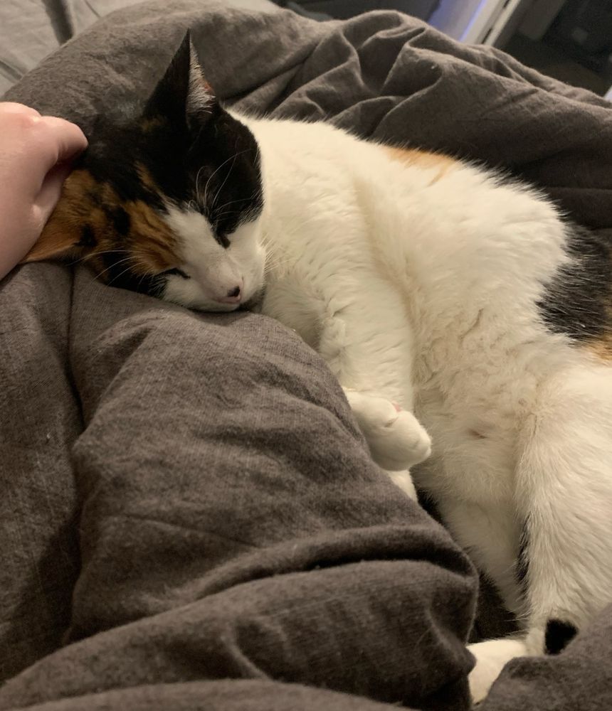 calico kitty snuggled up on some blankets