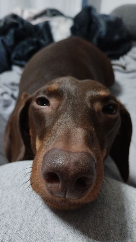 Auf dem Foto ist der Kopf eines braunen Dackels zusehen, der entspannt die Augen halb geschlossen hat.