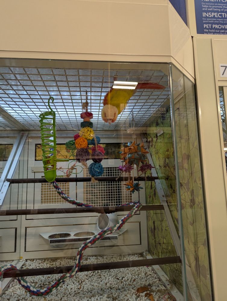 Pineapple Green Cheek Conure in the PetSmart enclosure clowning around. It would walk along the top upside down like a bat and follow people around. Stole my heart!