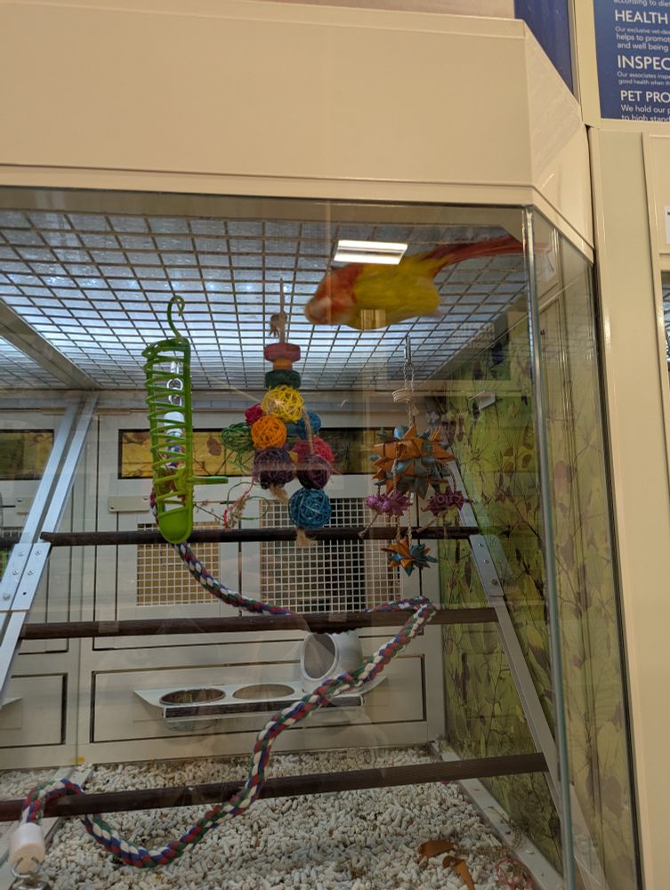 Pineapple Green Cheek Conure in the PetSmart enclosure clowning around. It would walk along the top upside down like a bat and follow people around. Stole my heart!