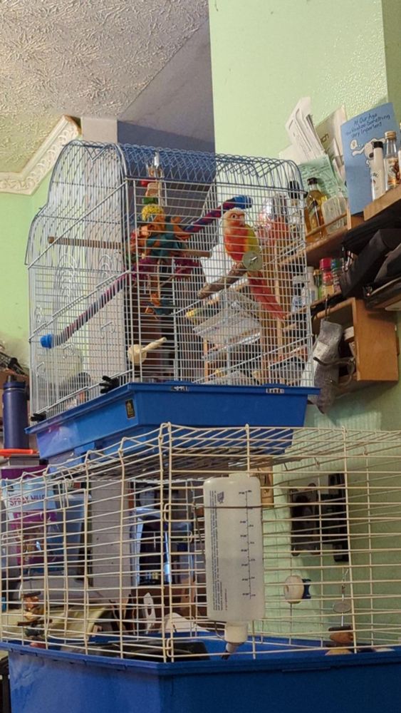 Another angle of the Pineapple Green Cheek Conure in his temporary cage in his new home. He watches everyone, goes to the side of the cage I'm on, and is currently happily eating bird crack (millet).